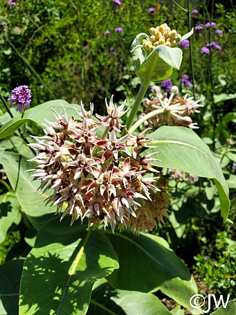 Asclepias speciosa  showy milkweed