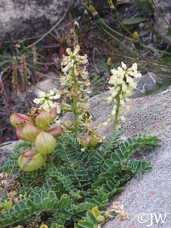 Astragalus nuttalii var. nuttallii  ocean bluff milkvetch