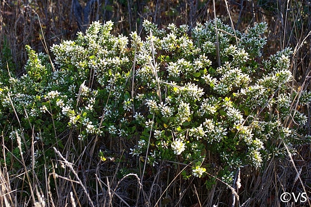 Baccharis pilularis  coyote bush