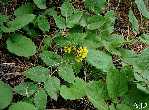 Berberis (Mahonia) aquifolium var. repens  creeping Oregon grape