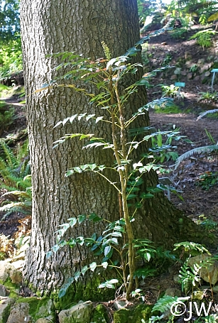 Berberis (Mahonia) nervosa var. mendocinoensis  Mendocino longleaf mahonia