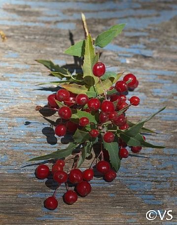Berberis (Mahonia) nevinii  Nevin's barberry