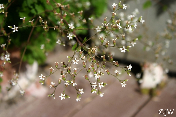 Boykinia  occidentalis  brook saxifrage