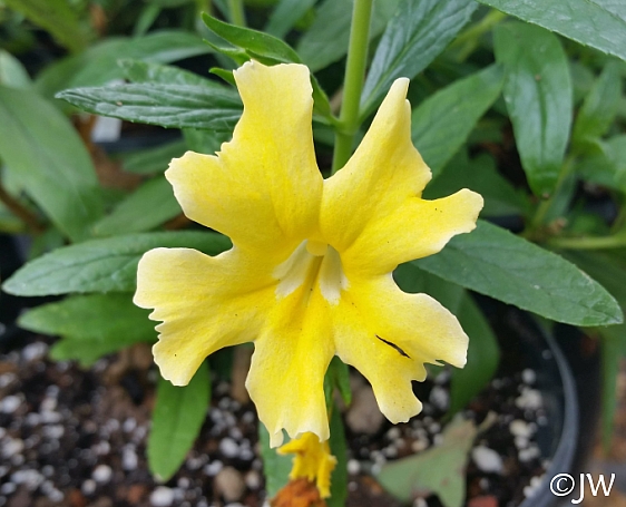 Mimulus (Diplacus)  'Butter Yellow' monkeyflower