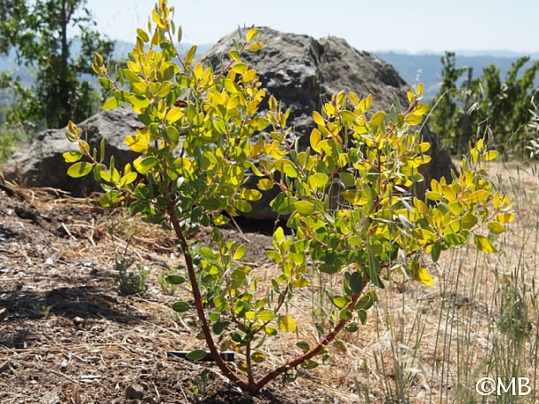 Arctostaphylos manzanita 'Bates' Yellow' common manzanita