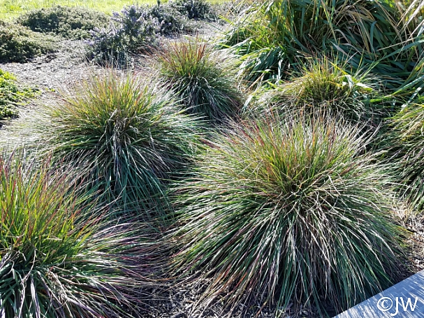 Calamagrostis foliosa  Cape Mendocino reed grass