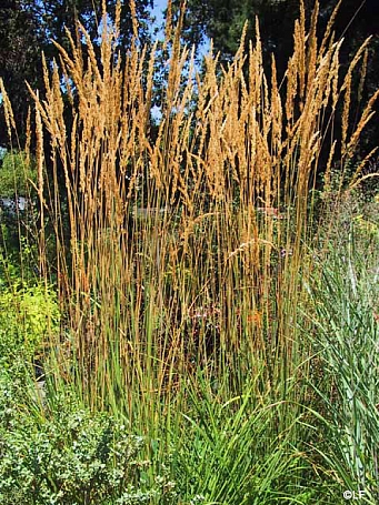 Calamagrostis acutiflora 'Karl Foerster' feather reed grass