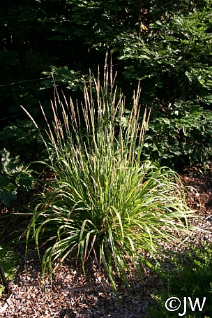 Calamagrostis nutkaensis 'The King' Pacific reed grass