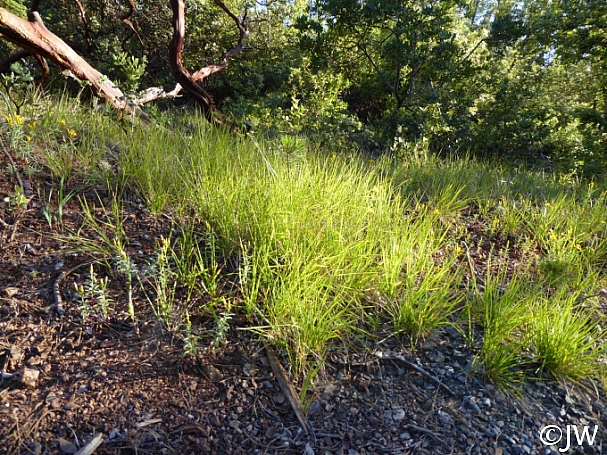 Calamagrostis rubescens  pine grass