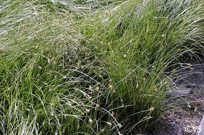 Carex praegracilis  field sedge, clustered field sedge