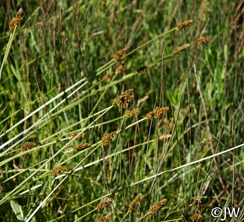 Carex densa  dense sedge