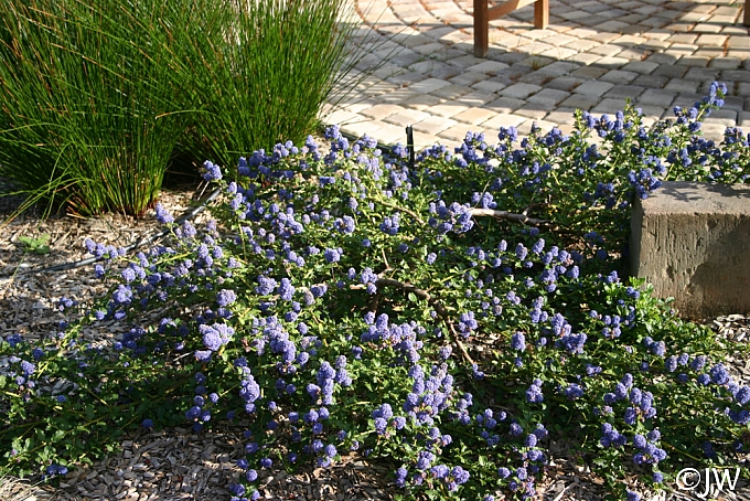 Ceanothus  'Coronado' California lilac