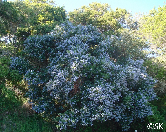 Ceanothus thyrsiflorus  blue blossom