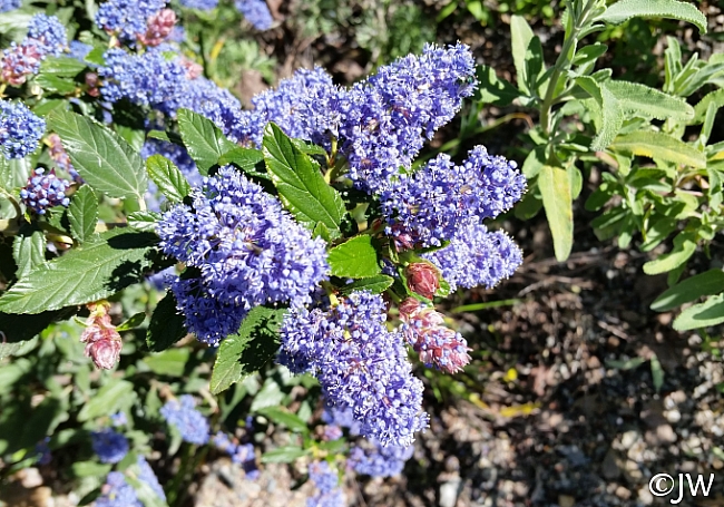 Ceanothus  'Antonette' California lilac