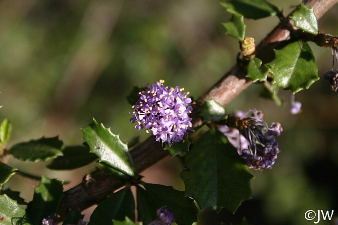 Ceanothus  'Blue Jeans' California lilac
