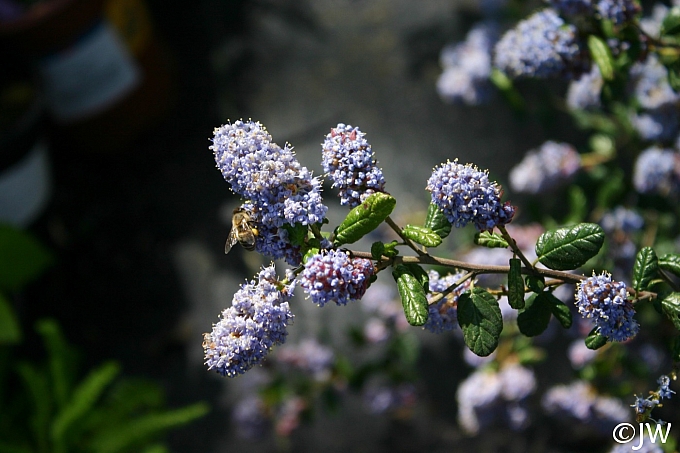 Ceanothus  'Celestial Blue' California lilac