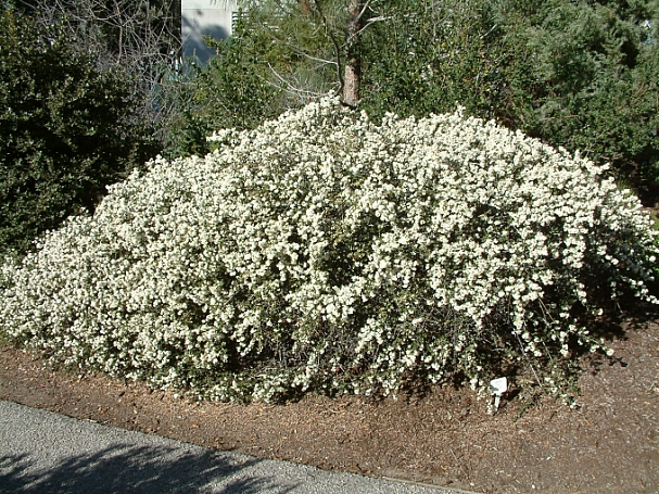 Ceanothus rigidus 'Snowball' Monterey lilac