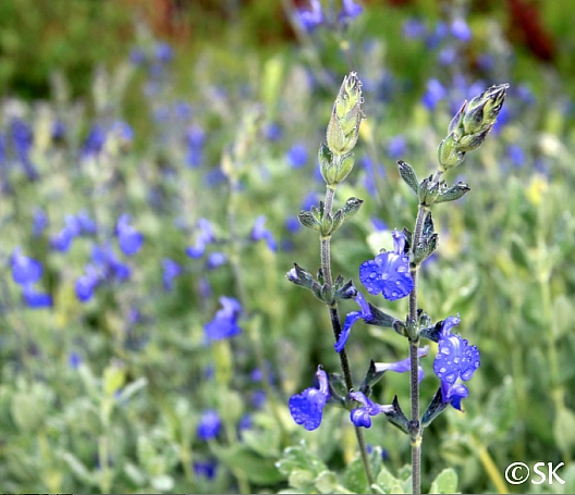 Salvia chamaedryoides  germander sage