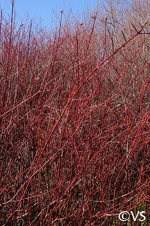 Cornus sericea ssp. occidentalis 'Tomales Bay' western redtwig dogwood