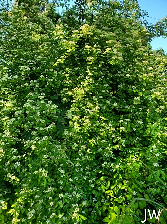 Cornus glabrata  browntwig dogwood