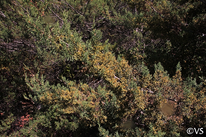 Hesperocyparis macnabiana  MacNab cypress