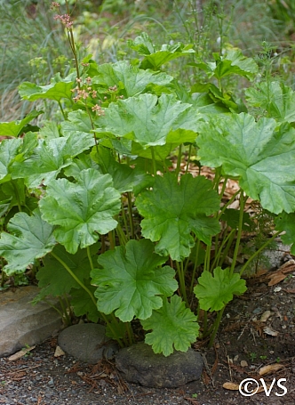Darmera peltata - dwarf form  umbrella plant, indian rhubarb