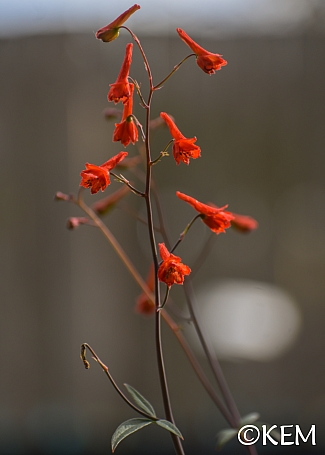 Delphinium nudicaule  red larkspur
