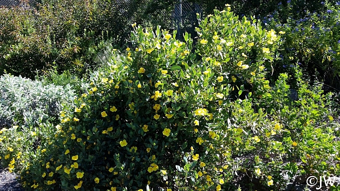 Dendromecon harfordii  island bush poppy