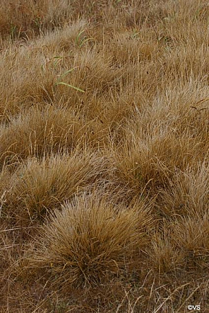 Deschampsia cespitosa ssp. holciformis  coastal hairgrass