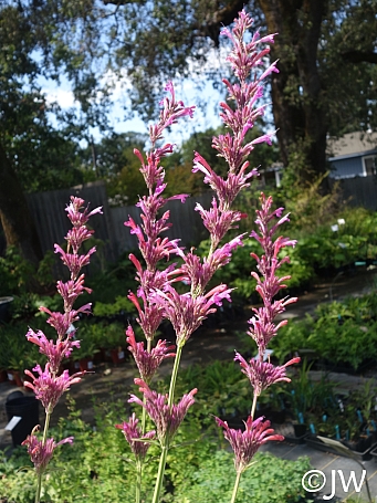 Agastache  'Rosy Giant' hummingbird mint