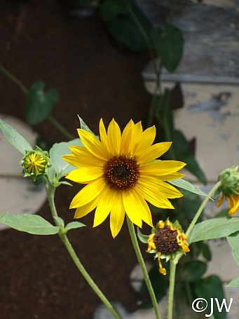Helianthus annuus  common sunflower