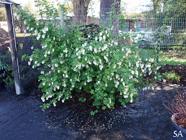 Ribes sanguineum v. glutinosum 'Cal Flora White' white flowering current