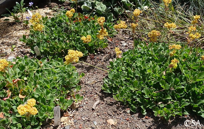 Eriogonum umbellatum var. aureum 'Kannah Creek' golden sulphur flower buckwheat
