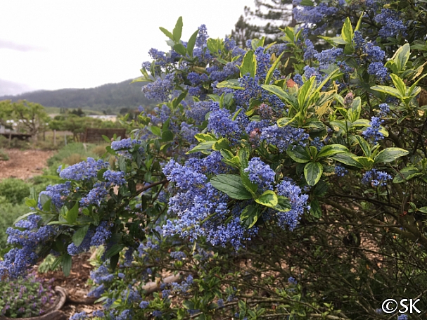 Ceanothus thyrsiflorus 'El Dorado' variegated blue blossom