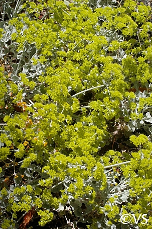 Eriogonum crocatum  saffron buckwheat