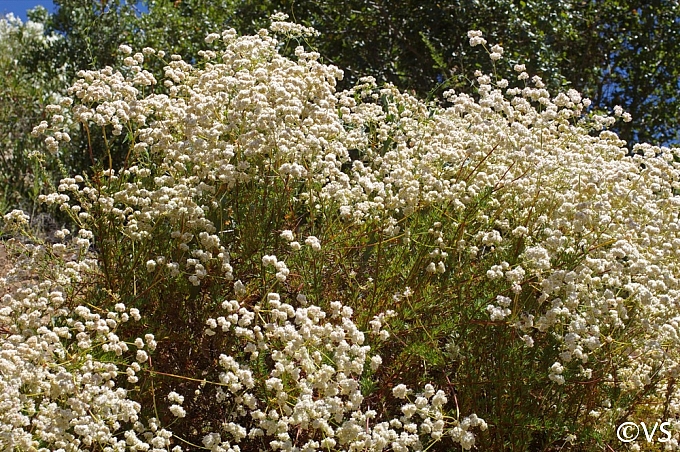 Eriogonum fasciculatum  California buckwheat