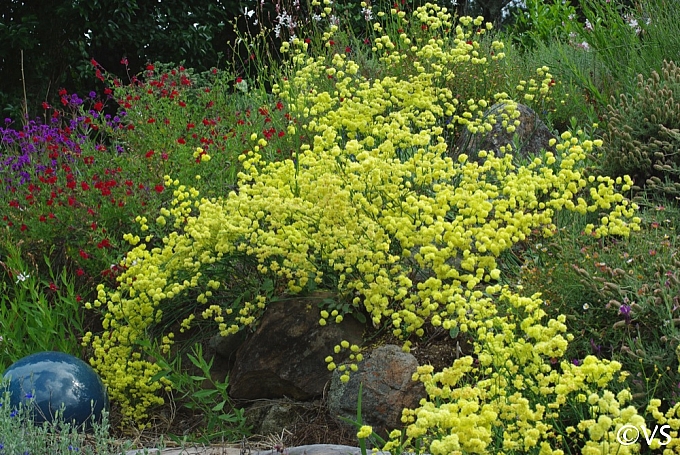 Eriogonum nudum 'Ella Nelson's Yellow' naked buckwheat