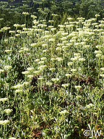 Eriogonum heracleoides  Wyeth buckwheat