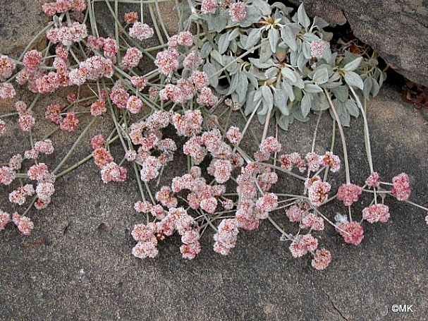 Eriogonum latifolium  coastal bluff buckwheat