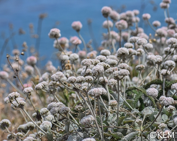 Eriogonum latifolium  coastal bluff buckwheat