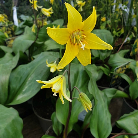 Erythronium  'Pagoda' fawn lily