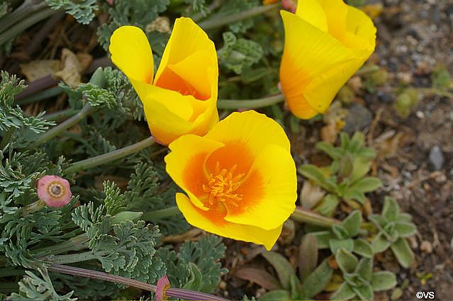 Eschscholzia californica var. maritima  California poppy coastal form