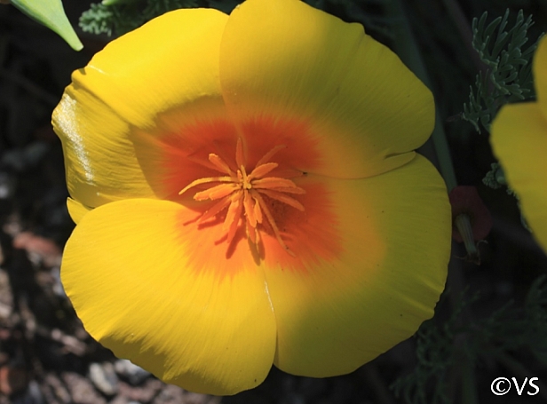 Eschscholzia californica var. maritima  California poppy coastal form