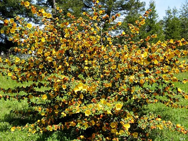 Fremontodendron  'Pacific Sunset' flannel bush