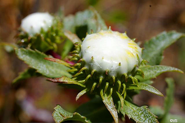 Grindelia stricta var. platyphylla 'Mendocino' spreading gum plant