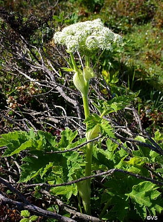 Heracleum lanatum  cow parsnip