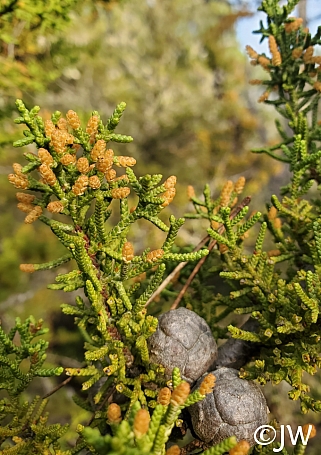 Hesperocyparis pygmaea  pygmy cypress