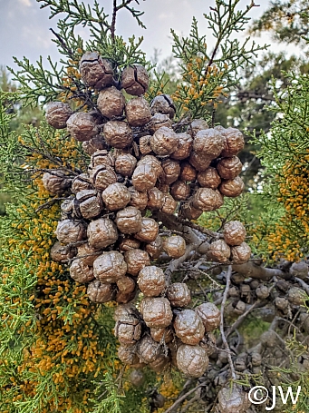 Hesperocyparis sargentii  Sargent cypress