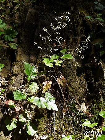 Heuchera micrantha  alum root