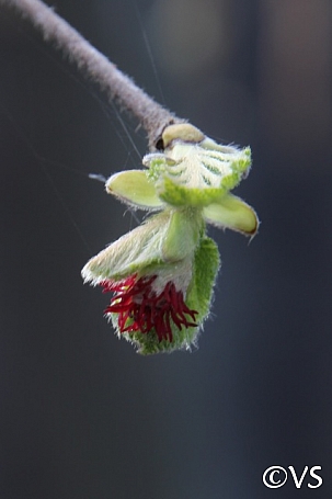 Corylus cornuta ssp. californica  western hazelnut